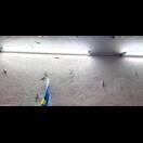 Um Lichtquellen lauern die Geckos